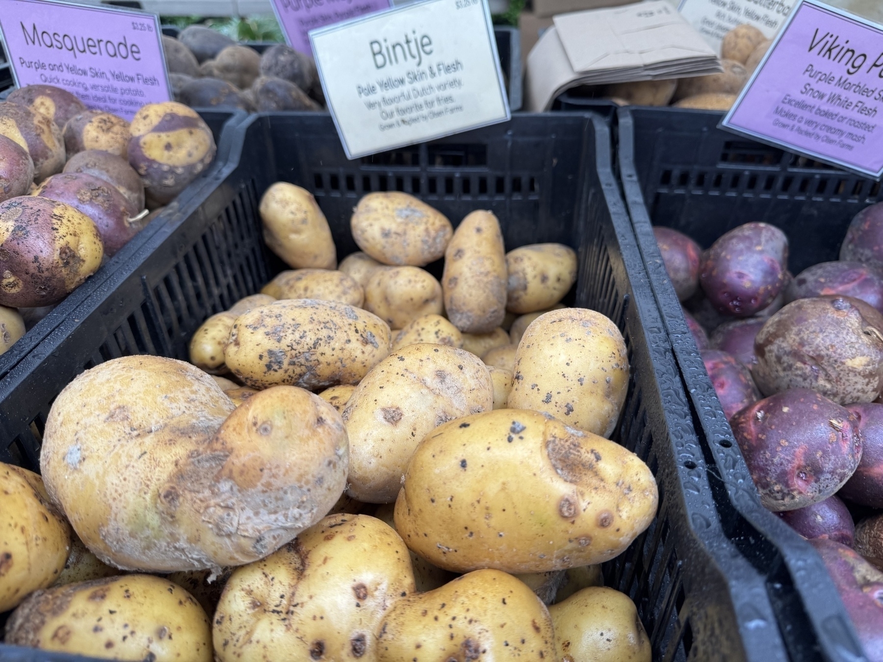 Bintje potatoes from Olsen Farms